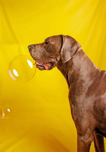 Great Dane dog with chocolate color, photoshoot in studio