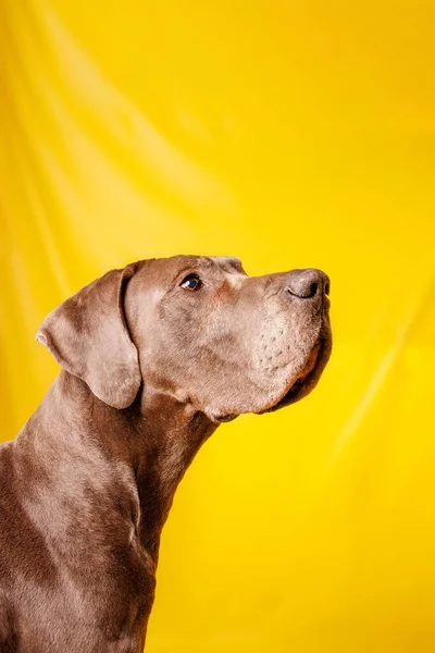 Great Dane Dog Beautiful Color Photoshoot Studio — Fotografie, imagine de stoc