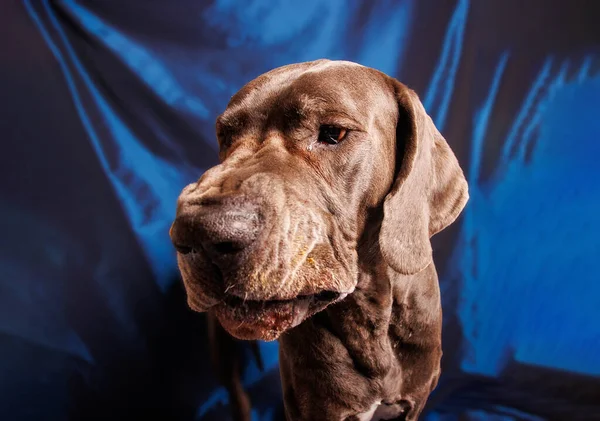 Great Dane Dog Beautiful Color Photoshoot Studio — стокове фото