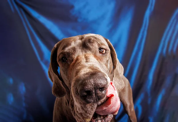 Great Dane Dog Beautiful Color Photoshoot Studio — Fotografie, imagine de stoc
