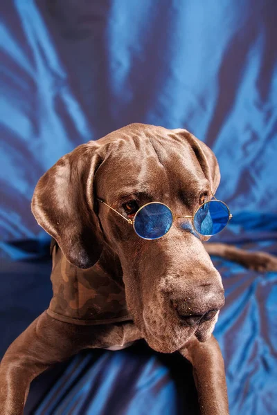 Great Dane Dog Beautiful Color Photoshoot Studio — Photo