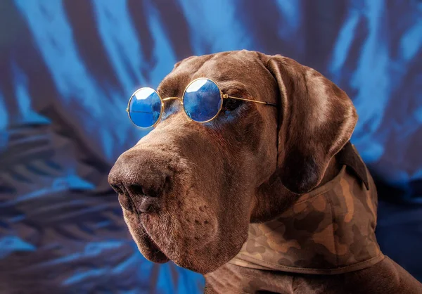 Great Dane Dog Beautiful Color Photoshoot Studio — Photo