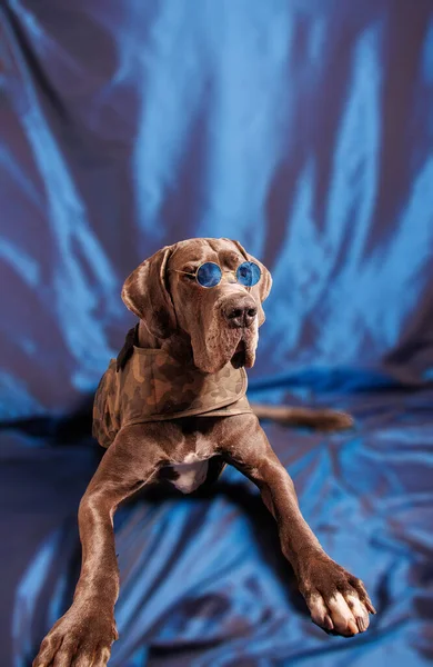 Great Dane Dog Beautiful Color Photoshoot Studio — Fotografia de Stock
