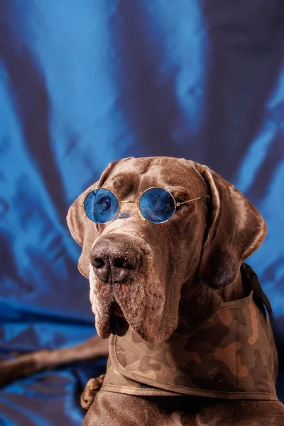Great Dane Dog Beautiful Color Photoshoot Studio — Foto Stock