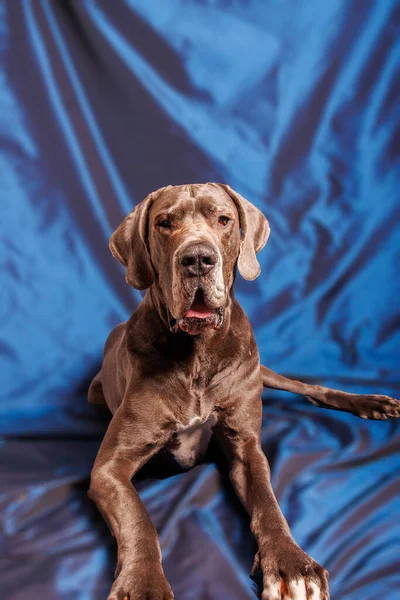 Great Dane Dog Beautiful Color Photoshoot Studio — Foto de Stock