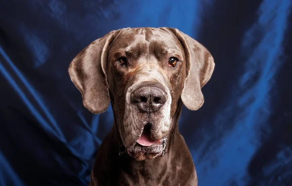 Great Dane dog with chocolate color, photoshoot in studio