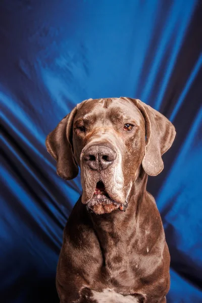 Great Dane Dog Beautiful Color Photoshoot Studio — Stok fotoğraf