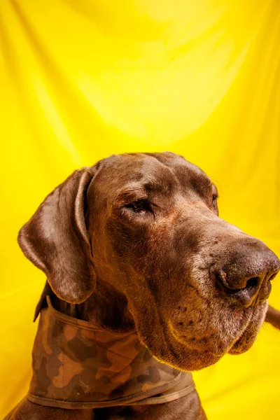 Great Dane Dog Beautiful Color Photoshoot Studio — стоковое фото