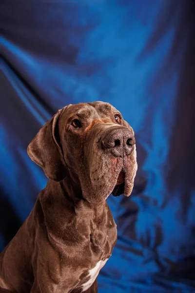 Great Dane Dog Beautiful Color Photoshoot Studio — Foto de Stock
