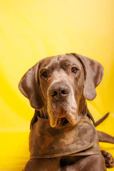 Great Dane Dog Beautiful Color Photoshoot Studio — стоковое фото