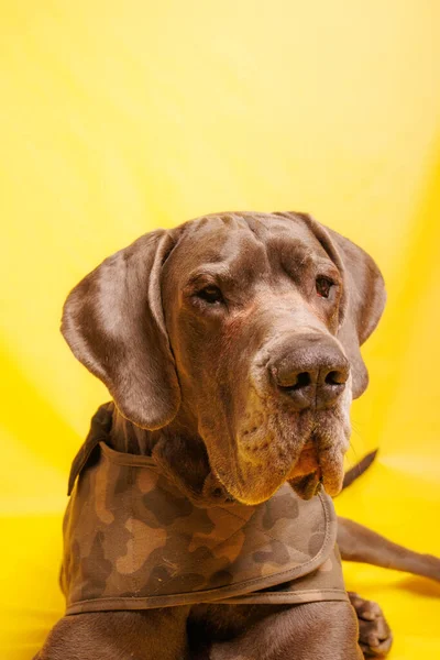 Great Dane Dog Beautiful Color Photoshoot Studio — Stockfoto