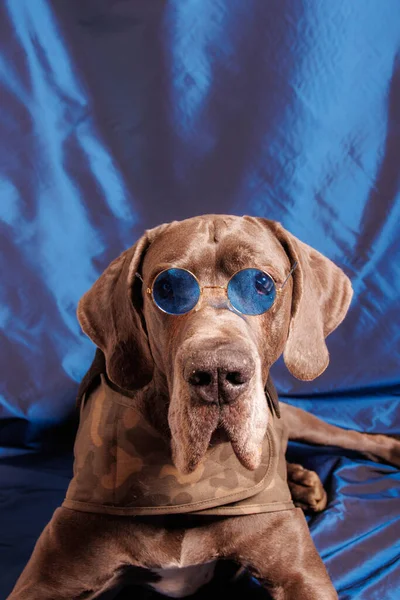 stock image Great Dane dog with beautiful color, photoshoot in studio