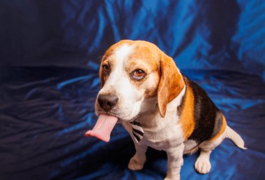 Beagle Saf Köpek Fotoğrafları Stüdyoda