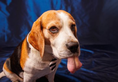 Beagle Saf Köpek Fotoğrafları Stüdyoda