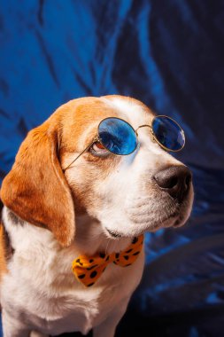 Beagle Saf Köpek Fotoğrafları Stüdyoda