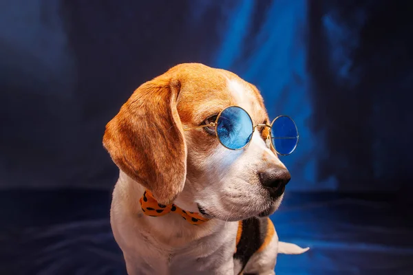 Beagle purebred dog photo sesion in studio