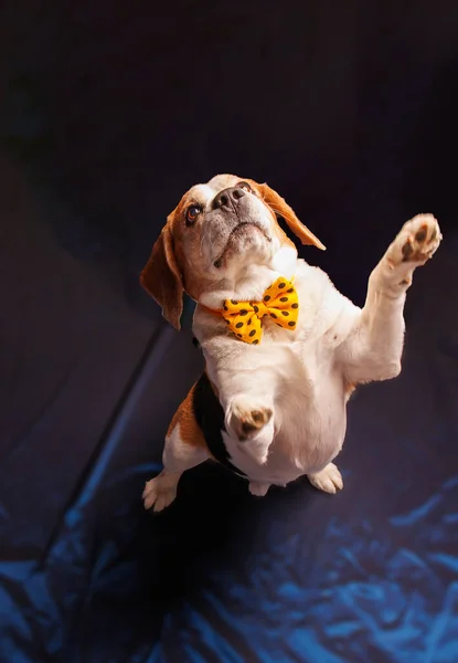 Beagle Saf Köpek Fotoğrafları Stüdyoda — Stok fotoğraf