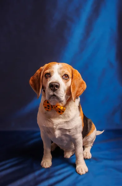 Beagle Purebred Hond Foto Sesie Studio — Stockfoto