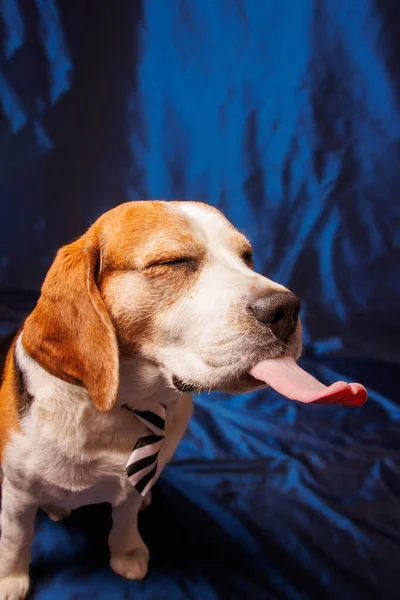 Beagle Čistokrevný Pes Fotografie Sesion Studiu — Stock fotografie