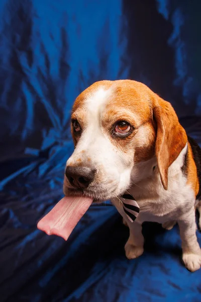 Beagle purebred dog photo sesion in studio