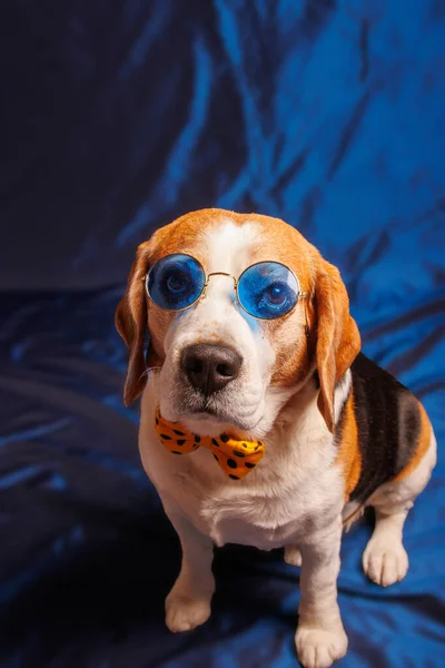 Beagle Purebred Dog Photo Sesion Studio — Stock Photo, Image