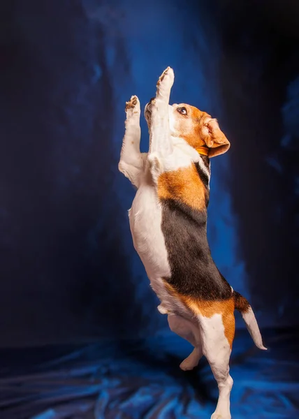 Beagle Čistokrevný Pes Fotografie Sesion Studiu — Stock fotografie