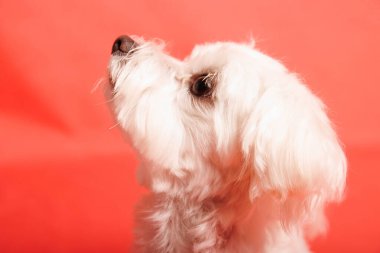 Beyaz Maltalı köpek fotoğraf stüdyosunda.