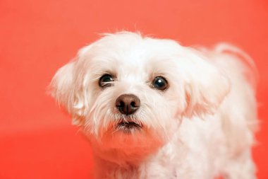 Beyaz Maltalı köpek fotoğraf stüdyosunda.
