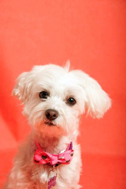 Beyaz Maltalı köpek fotoğraf stüdyosunda.
