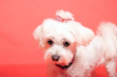 Beyaz Maltalı köpek fotoğraf stüdyosunda.