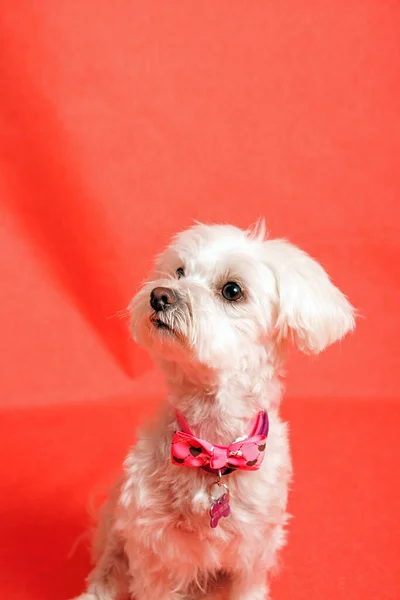 Witte Maltese Hond Fotoshoot Studio — Stockfoto