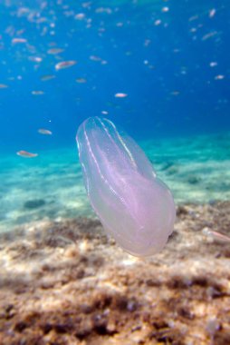 Mnemiopsis Leidyi - siğilli taraklı denizanası veya deniz cevizi denizanası