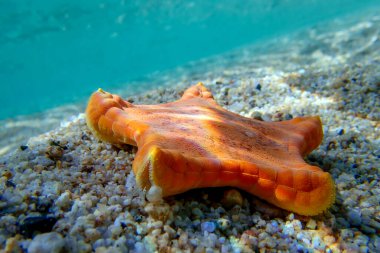 Plasenta bisküvi denizyıldızı, Akdeniz sualtı görüntüsü - (Sphaerodiscus plasenta)