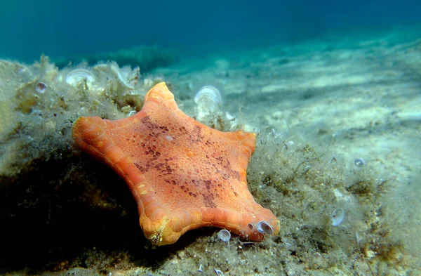 Placenta Starfish Biscotto Immagine Subacquea Nel Mar Mediterraneo Sphaerodiscus Placenta — Foto Stock