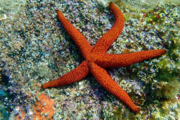 鳗鱼座 红海星 水下图像进入地中海 — 图库照片