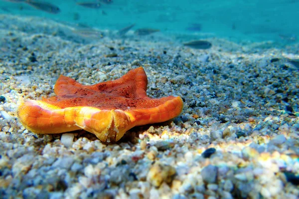 Biscoito Placenta Estrela Mar Imagem Subaquática Para Mar Mediterrâneo Sphaerodiscus — Fotografia de Stock