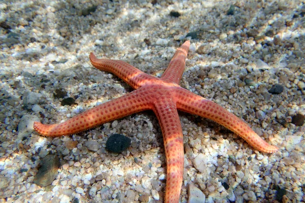 Hacelia Orange Seastar Unterwasseraufnahme Ins Mittelmeer Hacelia Attenuata — Stockfoto