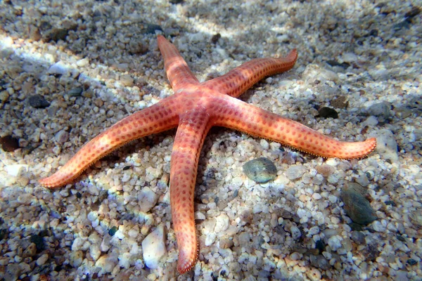 Hacelia Orange Seastar Podvodní Fotografie Středozemního Moře Hacelia Attenuata — Stock fotografie