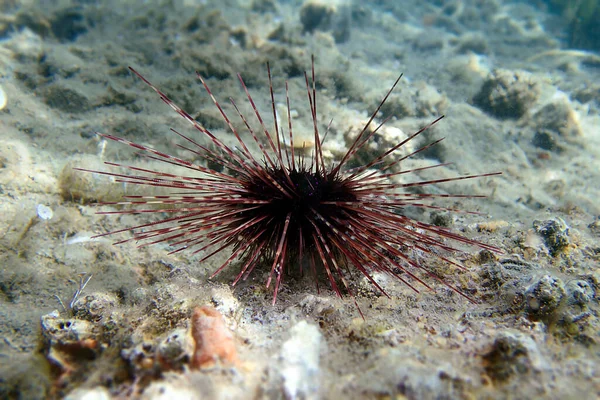 Hatpin Sea Urchin Centrostephanus Longispinus — Stock Photo, Image