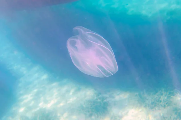 Mnemiopsis Leidyi Warty Comb Jellyfish Sea Walnut Jellyfish — Stock Photo, Image