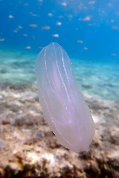 Mnemiopsis Leidyi Warty Comb Jellyfish Sea Walnut Jellyfish — Stock Photo, Image
