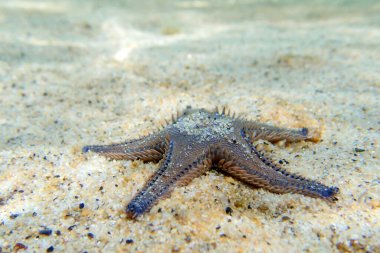 Akdeniz kum deniz yıldızı Astropecten spinulosus 'un sualtı görüntüsü