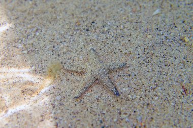 Akdeniz kum deniz yıldızı Astropecten spinulosus 'un sualtı görüntüsü