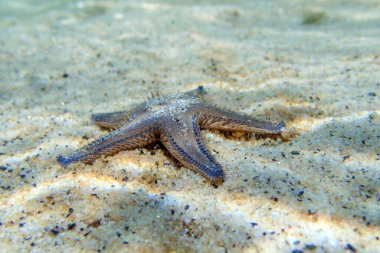 Akdeniz kum deniz yıldızı Astropecten spinulosus 'un sualtı görüntüsü