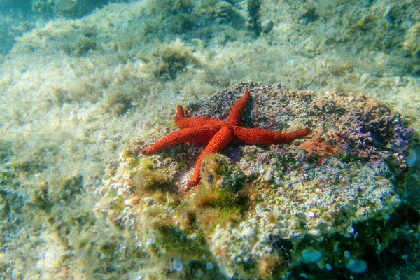 Echinaster Sepositus Κόκκινο Αστέρι Της Θάλασσας Υποβρύχια Εικόνα Στη Μεσόγειο — Φωτογραφία Αρχείου