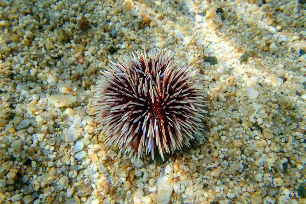 Erizo Mar Morado Mediterráneo Sphaerechinus Granularis —  Fotos de Stock