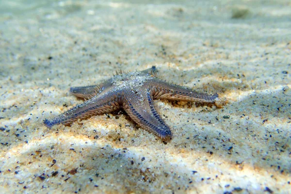 Imagem Subaquática Estrela Mar Areia Mediterrânica Astropecten Spinulosus — Fotografia de Stock