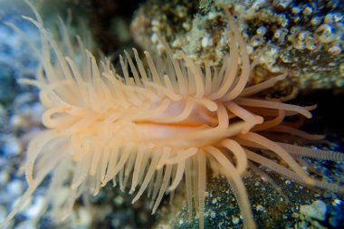 Limaria hians - Açık fileclam, sualtı görüntüsü Akdeniz 'e