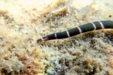 Bağcıklı deniz solucanı (Notospermus geniculatus), Akdeniz sualtı görüntüsü çok nadir görülür.