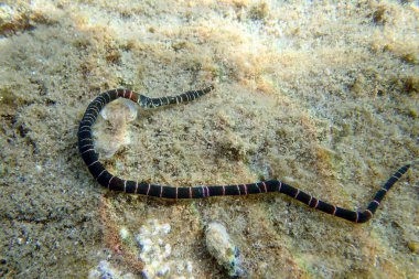 Bağcıklı deniz solucanı (Notospermus geniculatus), Akdeniz sualtı görüntüsü çok nadir görülür.